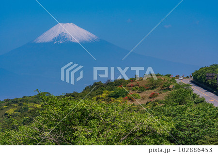 (静岡県)ツツジ咲く伊豆スカイラインから富士山を望む (静岡県)ツツジ咲く伊豆スカイラインから富士山を望む 102886453