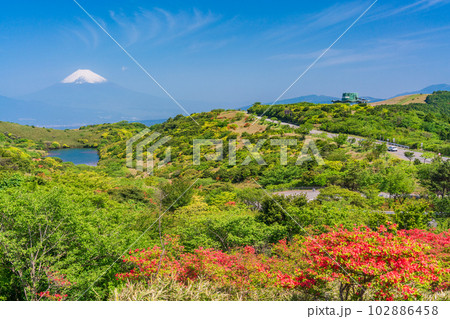 （静岡県）ツツジ咲く伊豆スカイラインから富士山を望む 102886458