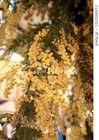 黄色のミモザ 102886632