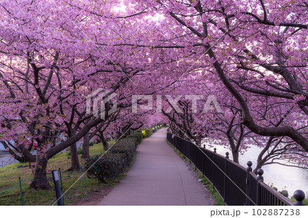 《静岡県》河津桜満開の夜明け・河津町 《静岡県》河津桜満開の夜明け・河津町 102887238