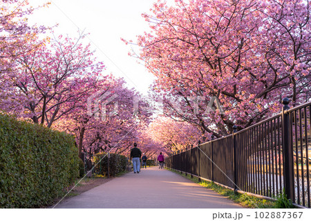 《静岡県》河津桜満開の夜明け・河津町 《静岡県》河津桜満開の夜明け・河津町 102887367