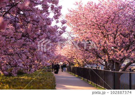 《静岡県》河津桜満開の夜明け・河津町 《静岡県》河津桜満開の夜明け・河津町 102887374