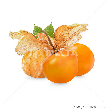 Cape gooseberry, physalis with leaves isolated on white background Cape gooseberry, physalis with leaves isolated on white background 102888505