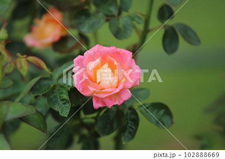 荒尾市 おもやい市民花壇 バラの花、 荒尾市 おもやい市民花壇 バラの花、 102888669