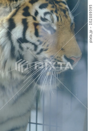 円山動物園の虎 円山動物園の虎 102889395