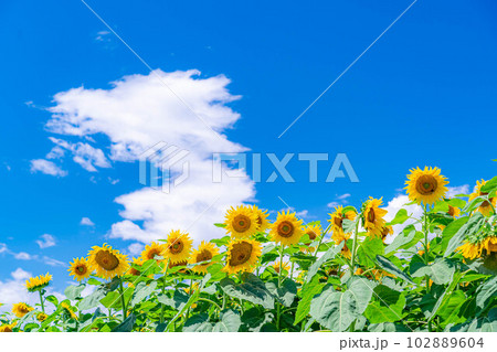 【夏素材】明野のひまわり畑と青空【山梨県】 102889604