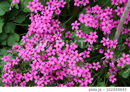 春の庭に咲くピンク色のイモカタバミの花 春の庭に咲くピンク色のイモカタバミの花 102889693