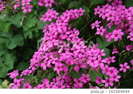 春の庭に咲くピンク色のイモカタバミの花 春の庭に咲くピンク色のイモカタバミの花 102889694