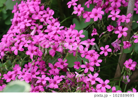 春の庭に咲くピンク色のイモカタバミの花 春の庭に咲くピンク色のイモカタバミの花 102889695