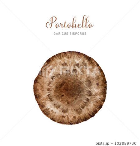 Portobello mushroom. Watercolor illustration. Hand painted Agaricus bisporus fungus element. Portobello mushroom cap top view image. Edible fungus on white background 102889730