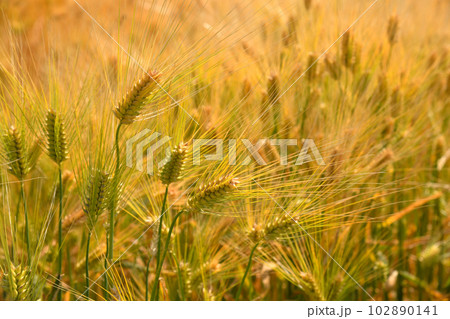 麦秋　麦畑 102890141