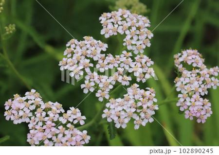 春の庭に咲くピンク色のノコギリソウの花 102890245