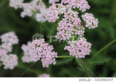 春の庭に咲くピンク色のノコギリソウの花 102890247