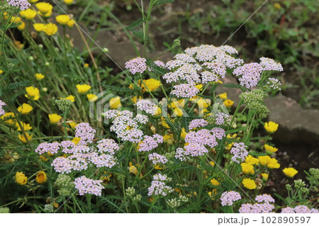 春の庭に咲く薄桃色のノコギリソウの花 春の庭に咲く薄桃色のノコギリソウの花 102890597