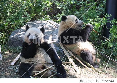 ジャイアントパンダ 102890908
