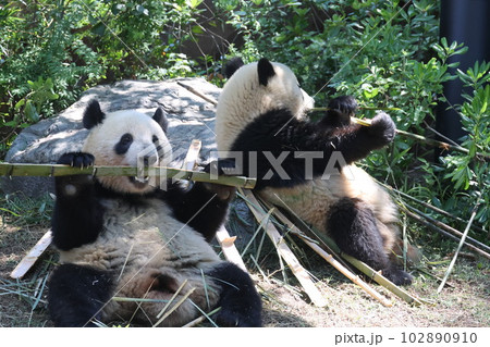 ジャイアントパンダ ジャイアントパンダ 102890910