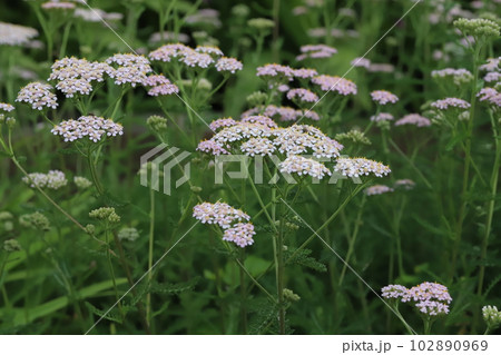 春の庭に咲く薄桃色のノコギリソウの花 春の庭に咲く薄桃色のノコギリソウの花 102890969