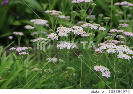 春の庭に咲く薄桃色のノコギリソウの花 102890970