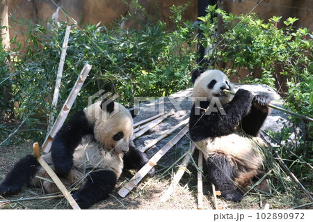ジャイアントパンダ 102890972