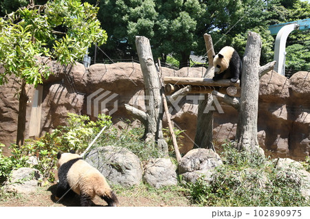 ジャイアントパンダ 102890975