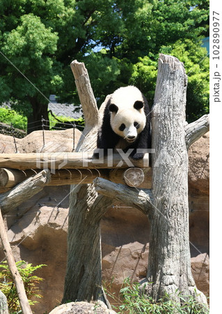 ジャイアントパンダ 102890977