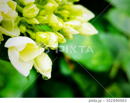 紫陽花 102890983