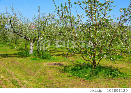 りんご果樹園 102891129