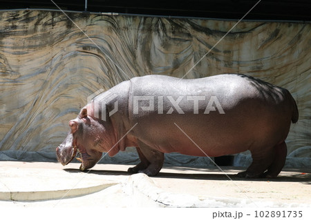 カバ カバ 102891735