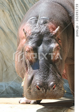 カバ カバ 102891739