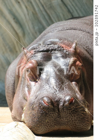 カバ カバ 102891742