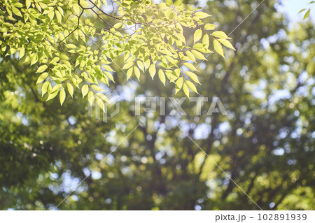 グリーンイメージ　ケヤキ 102891939