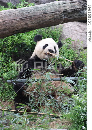 ジャイアントパンダ ジャイアントパンダ 102891946
