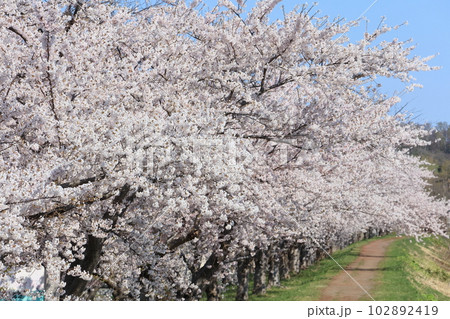 余市川桜づつみの満開の桜の写真です。 102892419