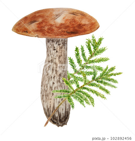 Wild mushroom and moss watercolor hand drawn botanical realistic illustration. Forest boletus isolated on white background. Great for printing on fabric, postcards, invitations, menus 102892456