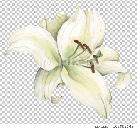 Watercolor painting of White lily. - Stock Illustration [102892548] - PIXTA