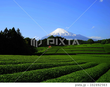 快晴の富士山に迫るお茶畑の緑　05月風景･富士山456お茶畑(富士市今宮)H4.3 102892563