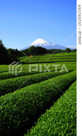 快晴の富士山に迫るお茶畑の緑　05月風景･富士山457お茶畑(富士市今宮)V9.16 102892564