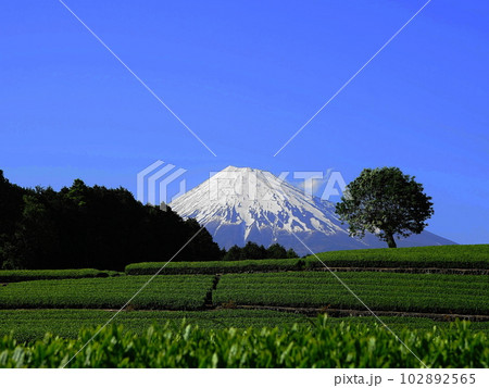 快晴の富士山に迫るお茶畑の緑　05月風景･富士山458お茶畑(富士市今宮)H4.3 102892565