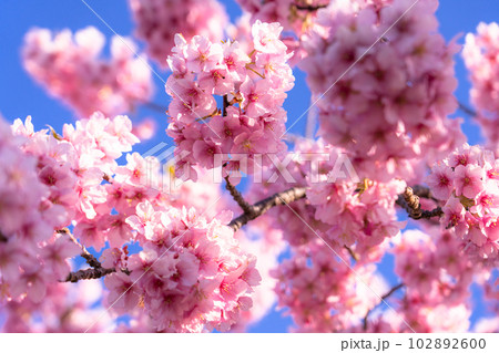 満開の河津桜 満開の河津桜 102892600