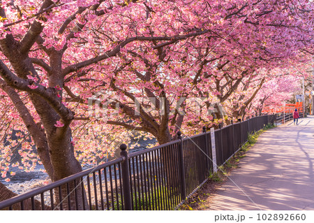 《静岡県》河津桜満開の夜明け・河津町 《静岡県》河津桜満開の夜明け・河津町 102892660