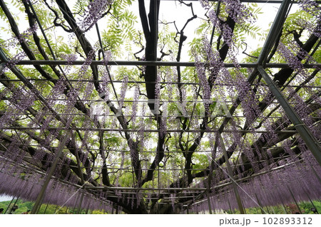 藤の花(紫)の見頃 藤の花(紫)の見頃 102893312