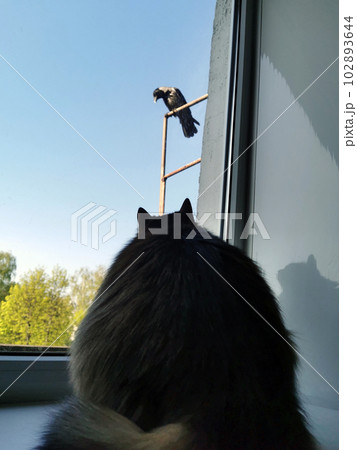 home hunting 001 102893644