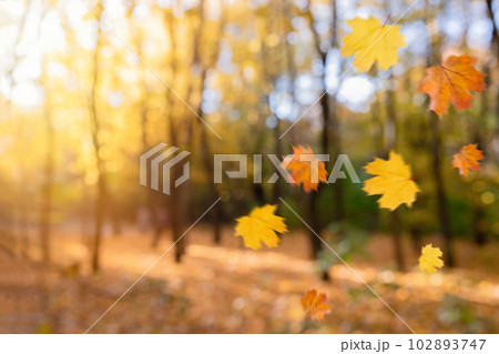 Falling autumn leaves natural blurred background. Beautiful autumn park with yellow leaves and trees 102893747
