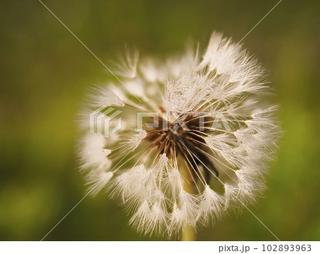 朝露が光るタンポポの綿毛 102893963