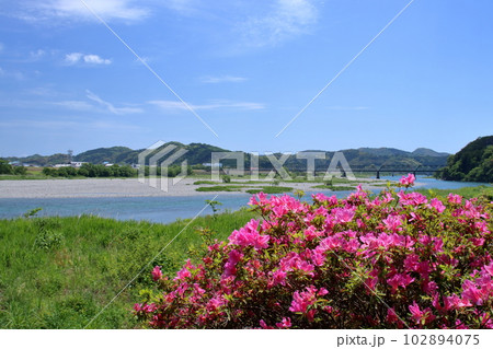波川公園　河原に咲くツツジ　（高知県　いの町） 102894075