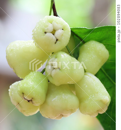 Fresh water apple or rose apple 102894083