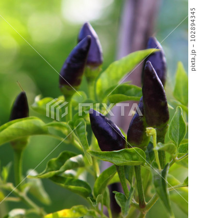 Fresh chilies on plant 102894345