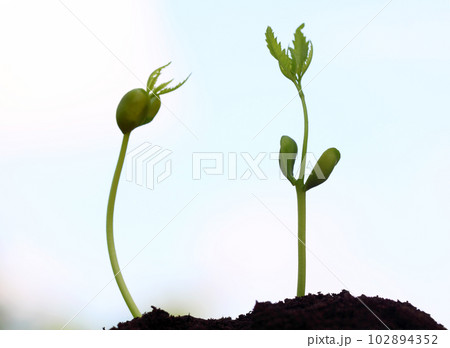 Baby neem plants 102894352