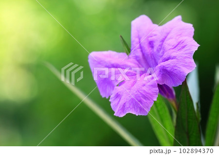 Mexican petunia Mexican petunia 102894370