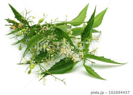 Medicinal neem leaves with flower Medicinal neem leaves with flower 102894437
